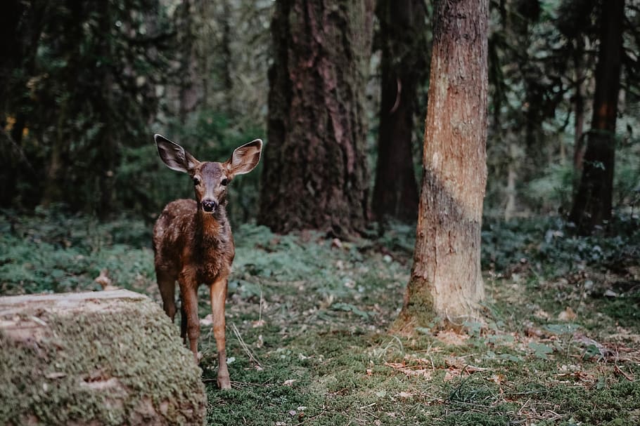 brown deer during daytime, animal, wildlife, mammal, antler, tree HD wallpaper