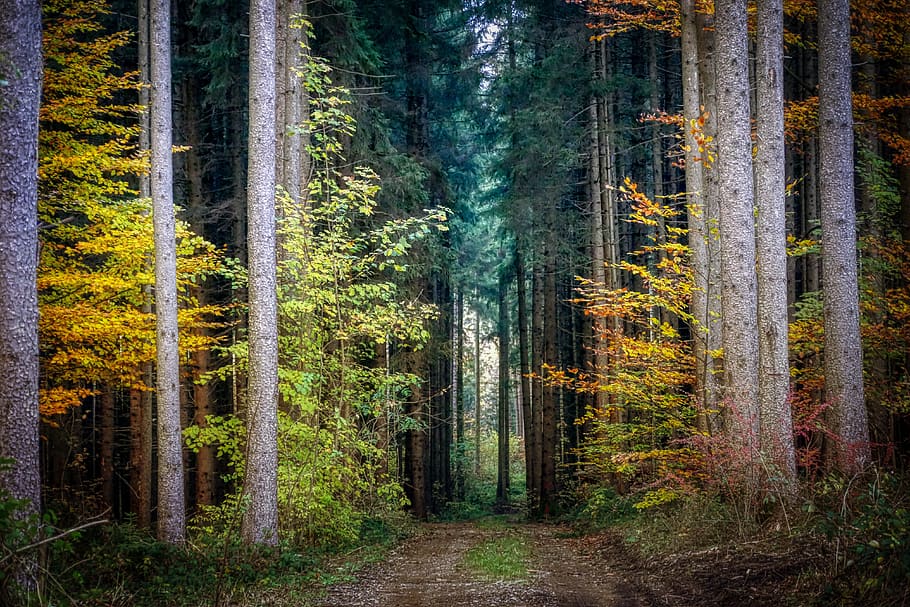 forest, autumn, nature, landscape, tree, away, mood, mystical HD wallpaper