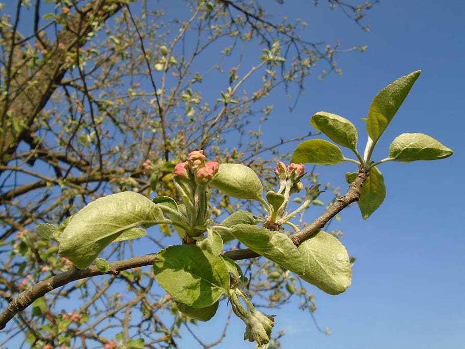 ukraine, green, tree, sky, blue, appletree, spring, closeup HD wallpaper
