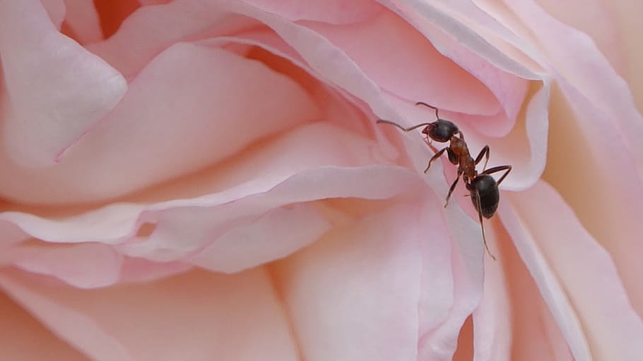 ant, pink, nature, invertebrate, insect, flower, beauty in nature HD wallpaper