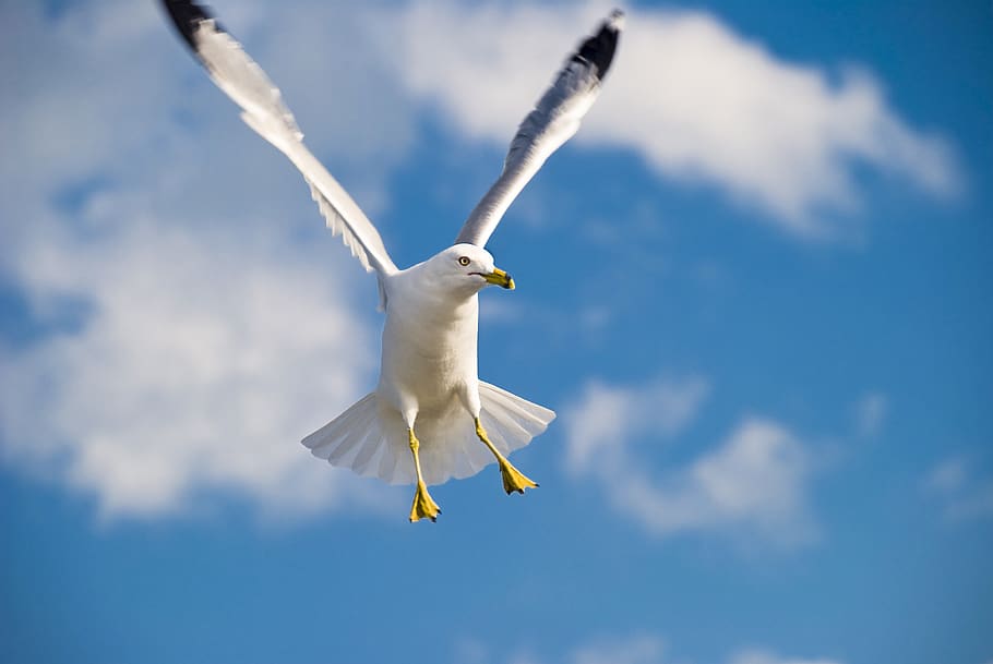 HD wallpaper: European herring gull, flying, bird, animal, animal ...