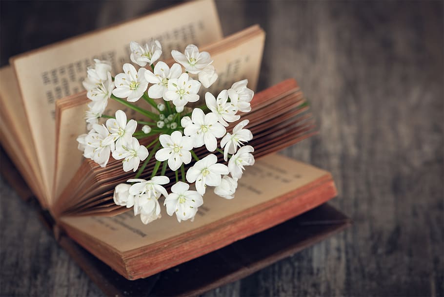 blossom, bloom, white, book, flower, white flower, romantic HD wallpaper