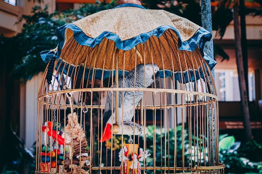 African grey parrot 1080P, 2K, 4K, 5K HD wallpapers free download