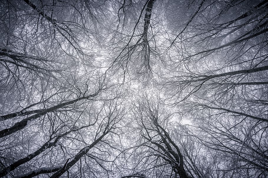trees, forest, neurons, network, bare tree, branch, plant, no people HD wallpaper