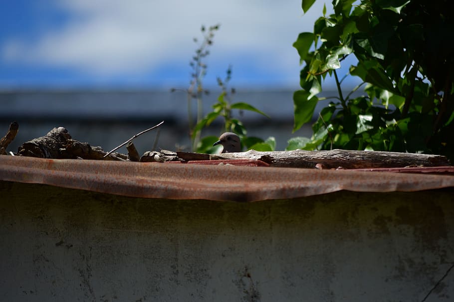 paloma, garden, ceiling, barn, nest, animals, birds, ave, nature HD wallpaper