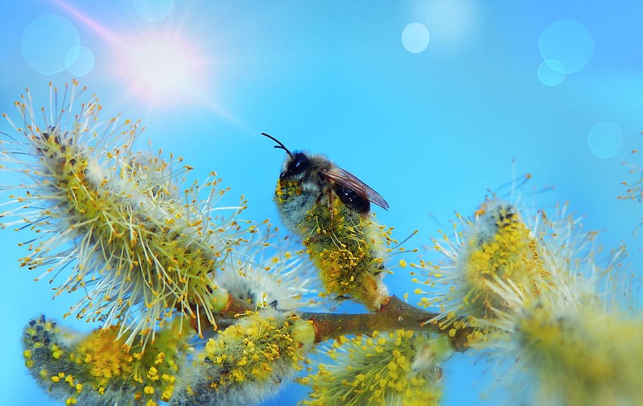 cat, bazia, flower, spring, insect, bee, animals, nature, at the court of HD wallpaper