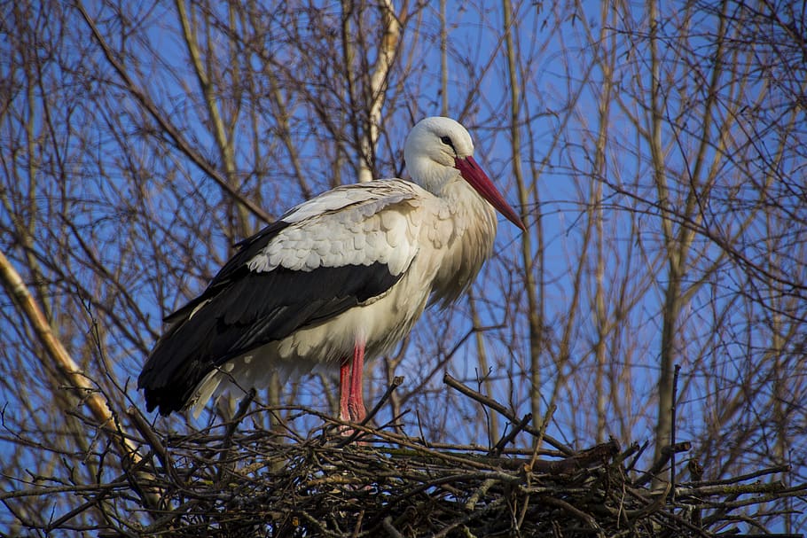 stork, nature, bird, rattle stork, animal world, bill, elegant HD wallpaper