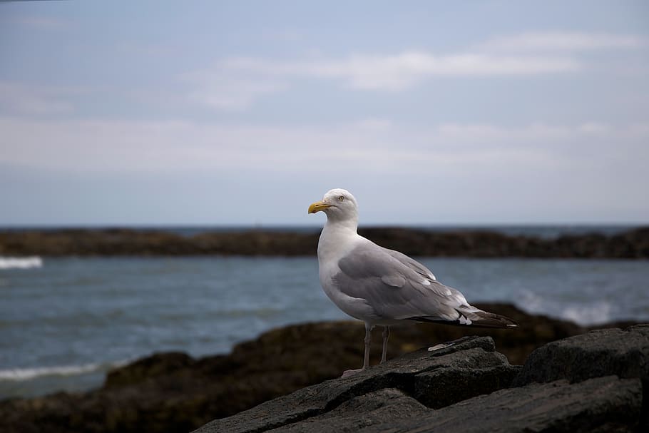 Selective Focus Photography of Ring-billed Gull Standing on Black Rock Formation HD wallpaper