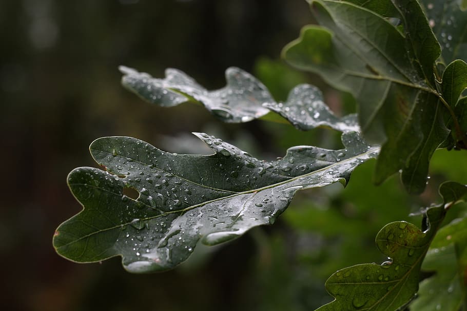 oak, drops, rain, leaf, plant part, growth, water, beauty in nature HD wallpaper