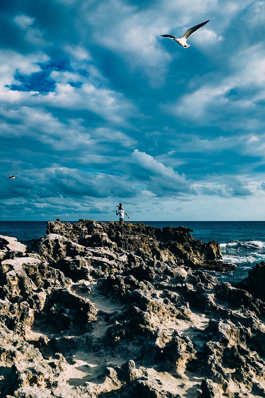 Flying Seagull, beach, clouds, daylight, landscape, leisure, ocean HD wallpaper