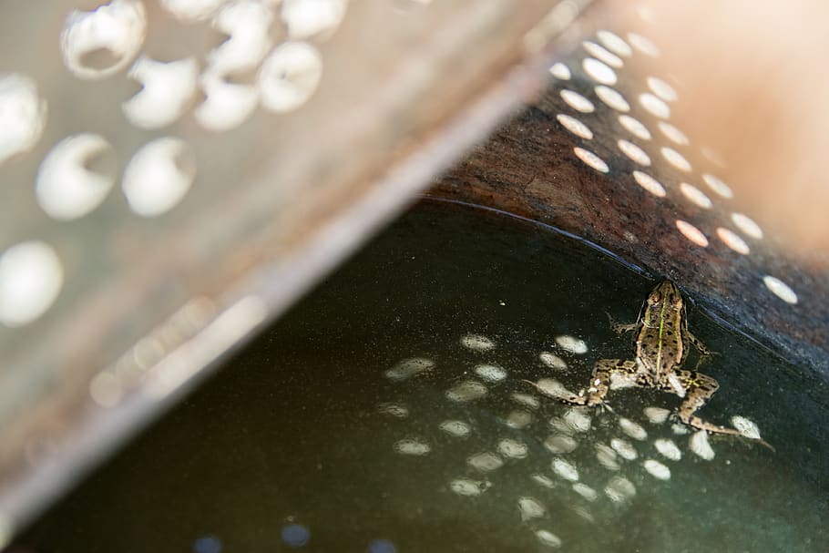 brown frog, spider, arachnid, animal, garden spider, insect, invertebrate HD wallpaper