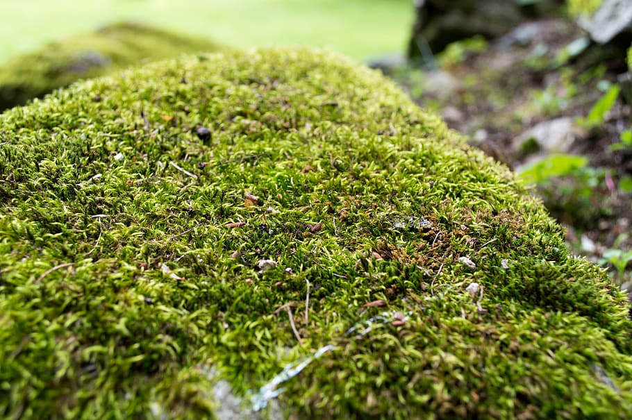 moss, plant, bulgaria, unnamed rd, grass, nature, field, vegetation, HD wallpaper