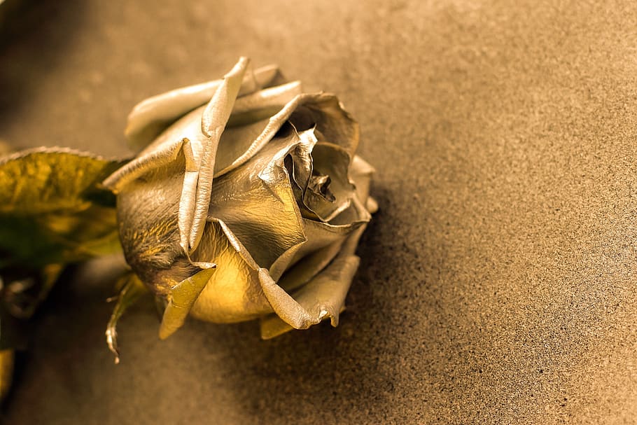 alive, art, background, beautiful, card, closeup, cold, decoration HD wallpaper
