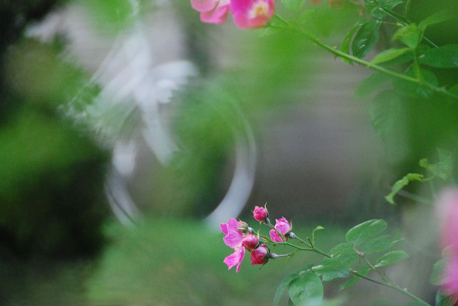 london, united kingdom, pink rose, white bicycle, blur, garden, HD wallpaper