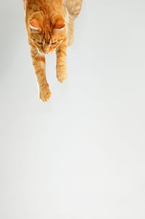 cat, tomcat, pet, redheaded, leaping cat, jump, in the jump HD wallpaper