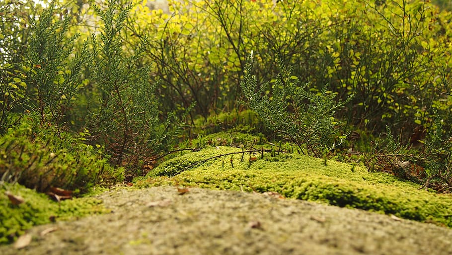 green moss, nature, plant, ferns, flora, vegetation, forest, bush HD wallpaper