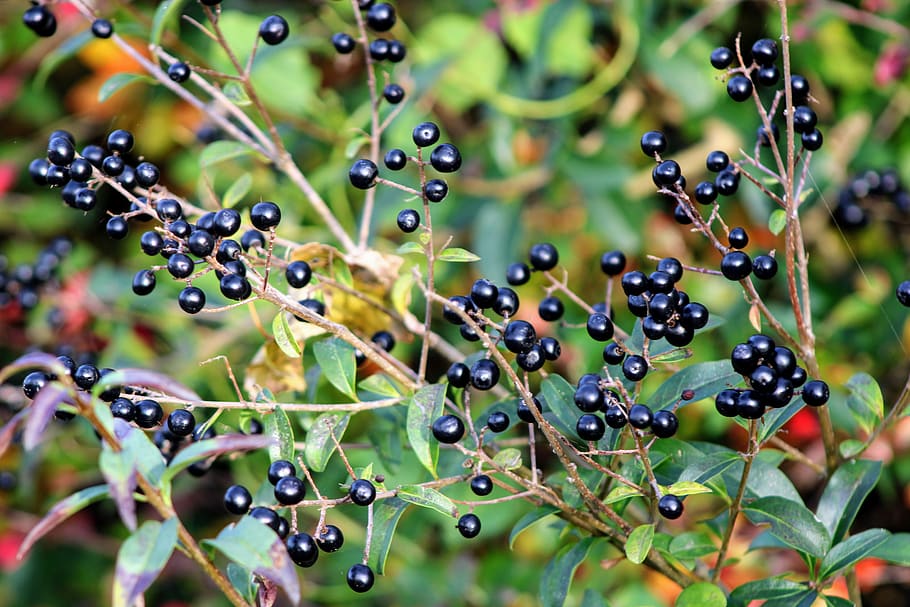 privet, bush, autumn, nature, green, berries, black berries, HD wallpaper