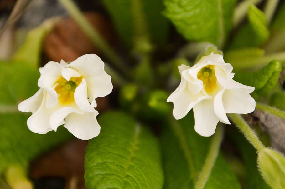 primrose, flower, spring, plants, nature, garden, leaf, botany HD wallpaper