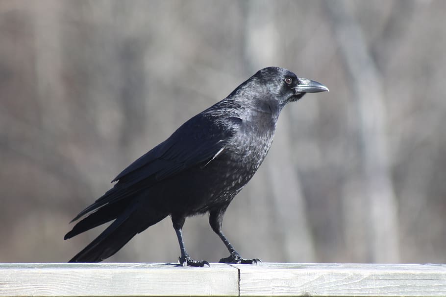 crow, railing, standing, bird, animal themes, one animal, animal wildlife HD wallpaper