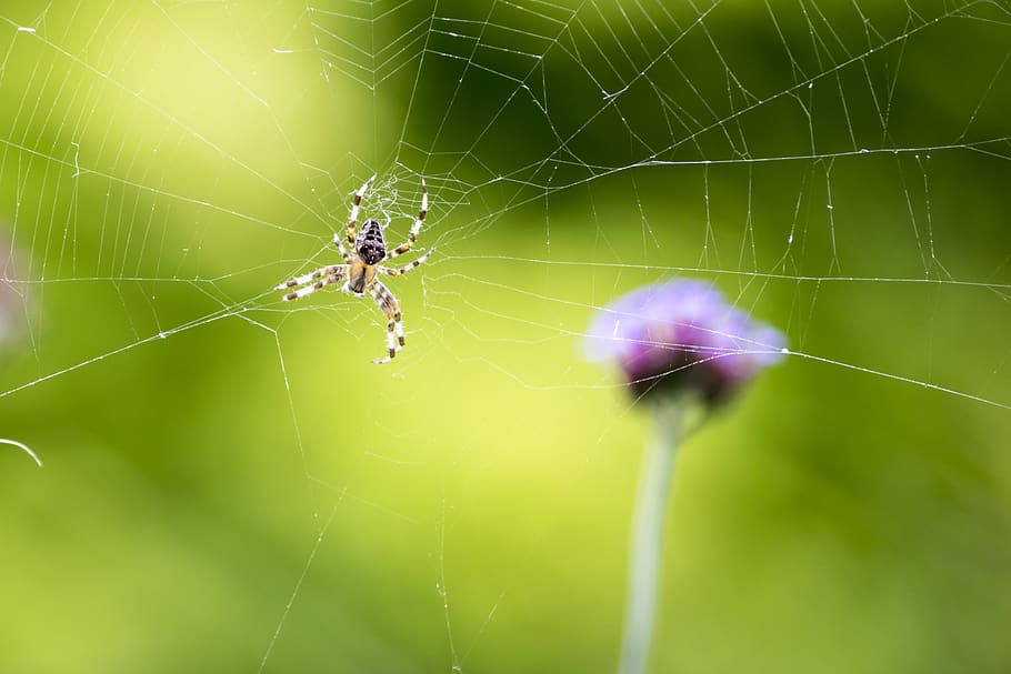 spider, web, flower, animal themes, fragility, invertebrate HD wallpaper