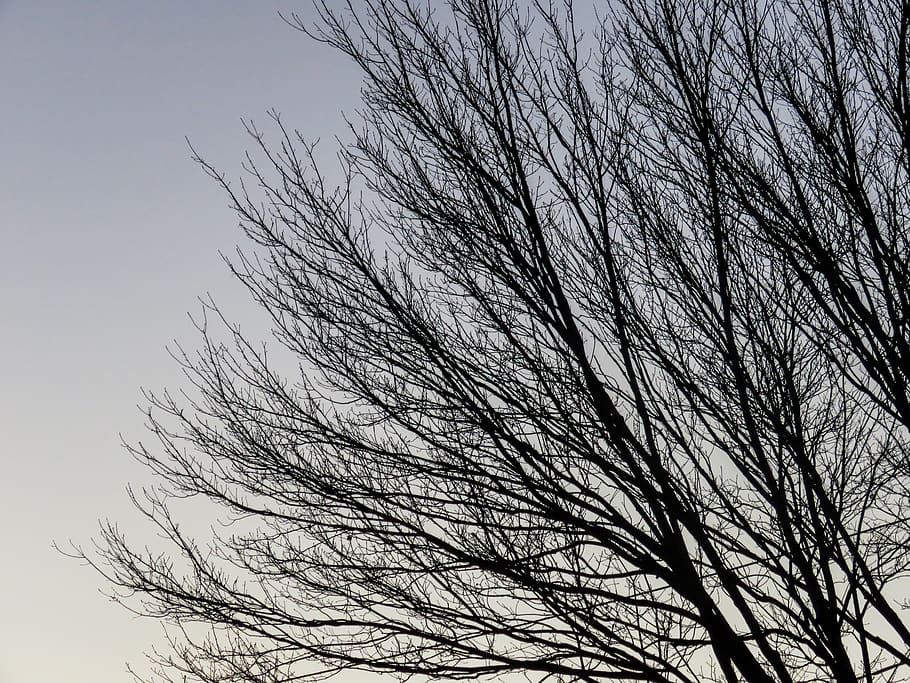 trees, branches, sky, bare tree, low angle view, no people HD wallpaper