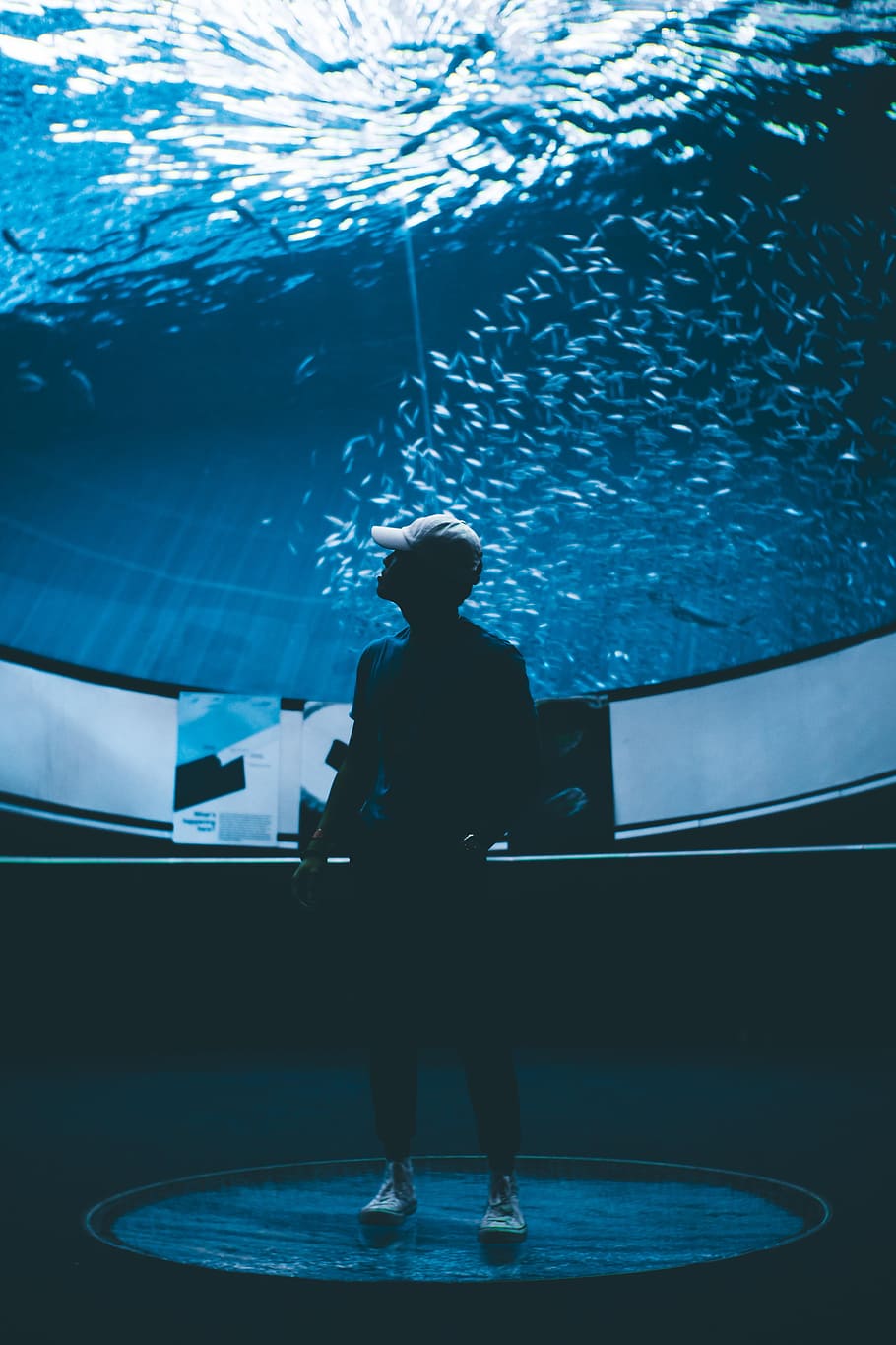 man wearing curved-brim cap inside the aquarium, fish, peace, HD wallpaper