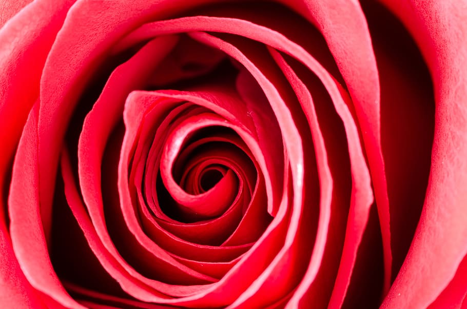 Photography of a Rose, aroma, aromatherapy, background, bloom HD wallpaper