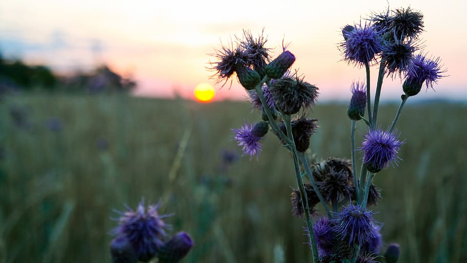 sunset, grass, plant, herb, flower, flowering plant, growth HD wallpaper
