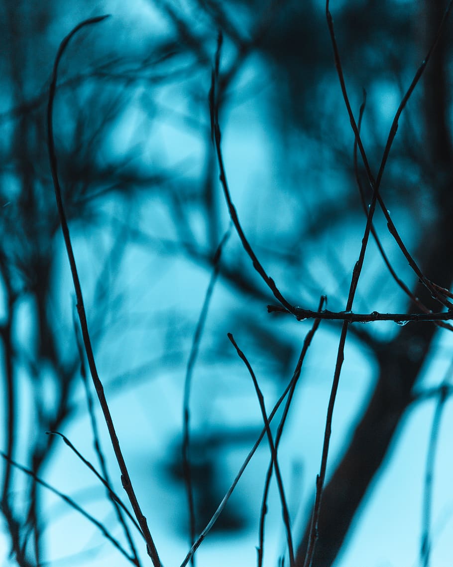 Selective Focus of Thin Branches, tree, no people, plant, cloud - sky HD wallpaper