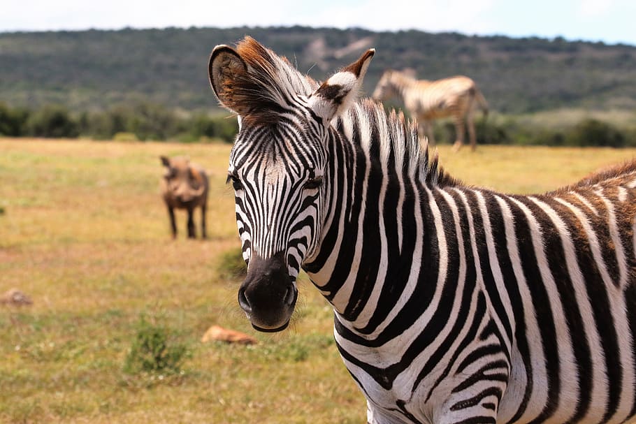 Zebra on Green Grass Field, africa, animals, barbaric, black and white, HD wallpaper