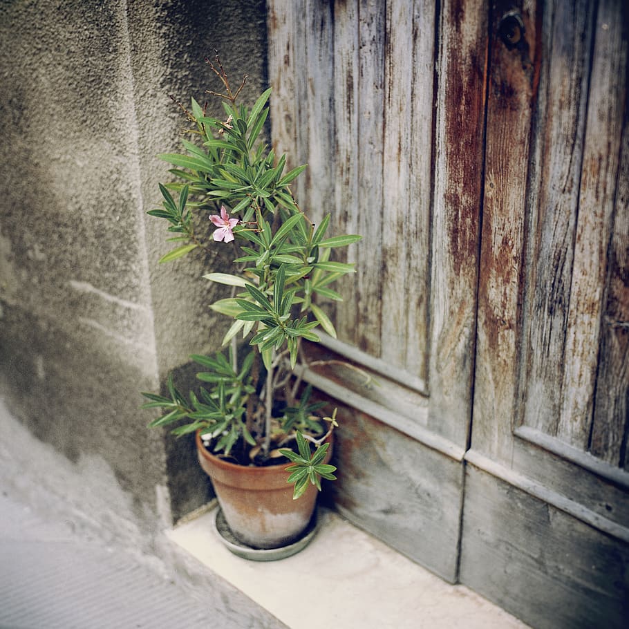 green-leafed plant, potted plant, growth, no people, nature, day HD wallpaper