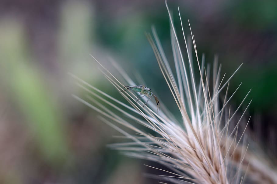 nature, flower, bug, insect, macro, plant, animal, animal wildlife HD wallpaper