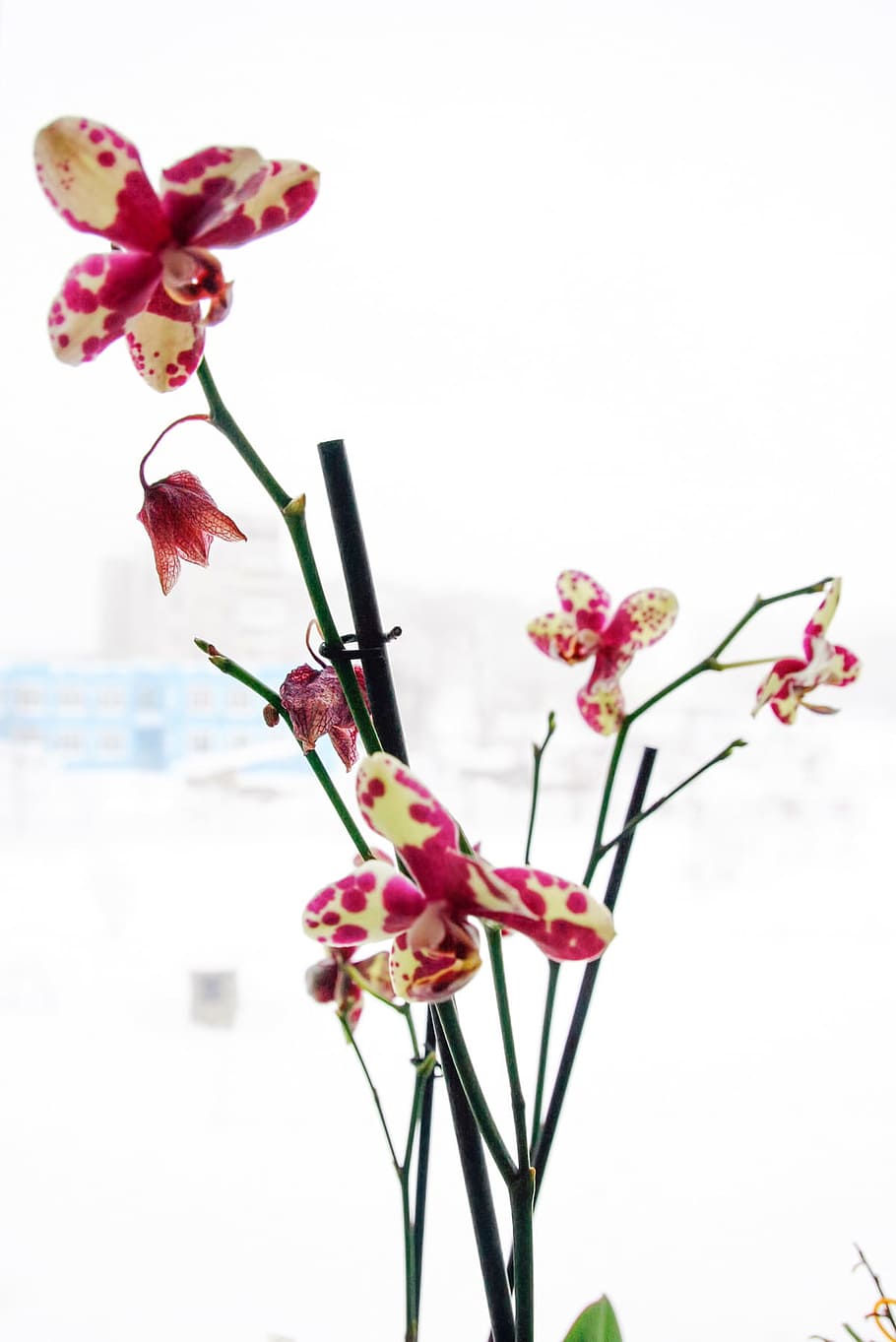 flower, fresh, garden, flowering plant, vulnerability, fragility HD wallpaper