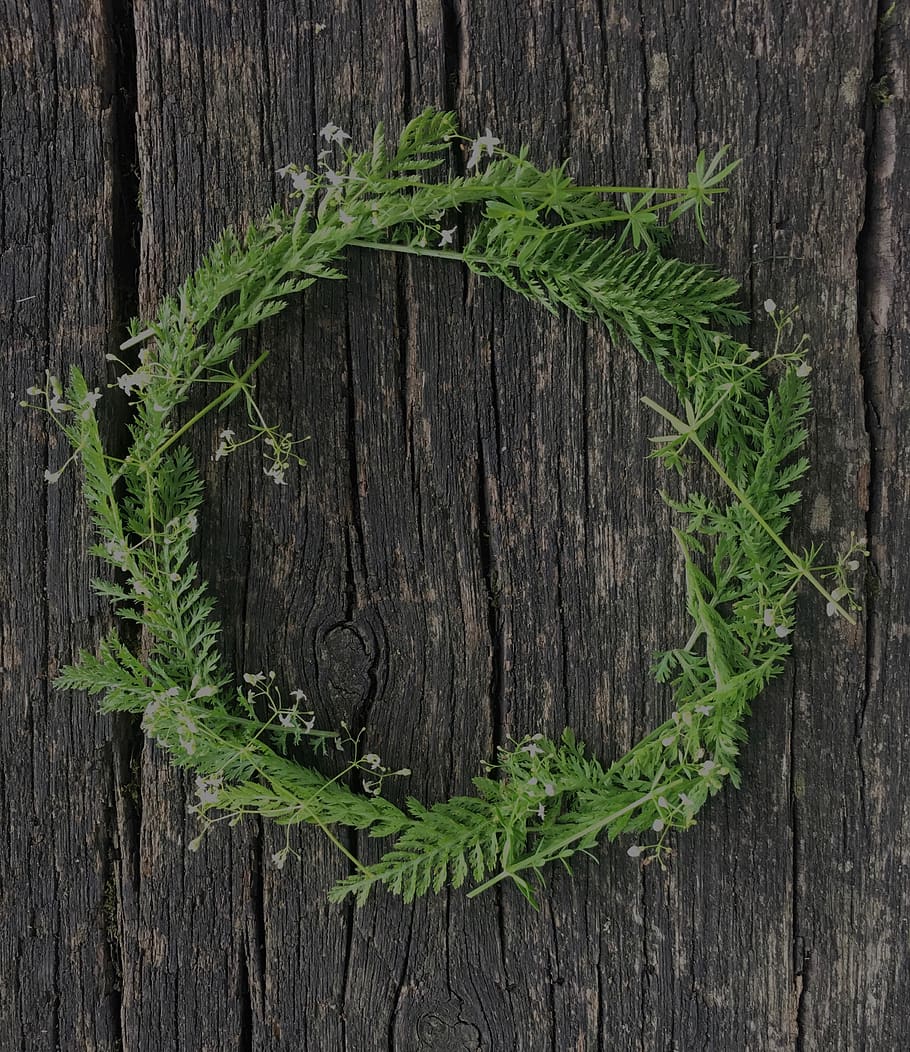 nature, wood - material, green color, plant, close-up, no people HD wallpaper