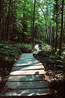 Slatted Wood Pathway Between Trees, adventure, daylight, environment HD wallpaper