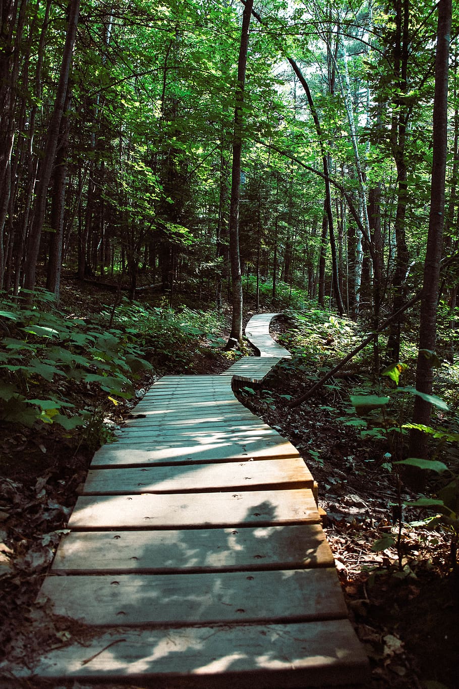 Slatted Wood Pathway Between Trees, adventure, daylight, environment HD wallpaper