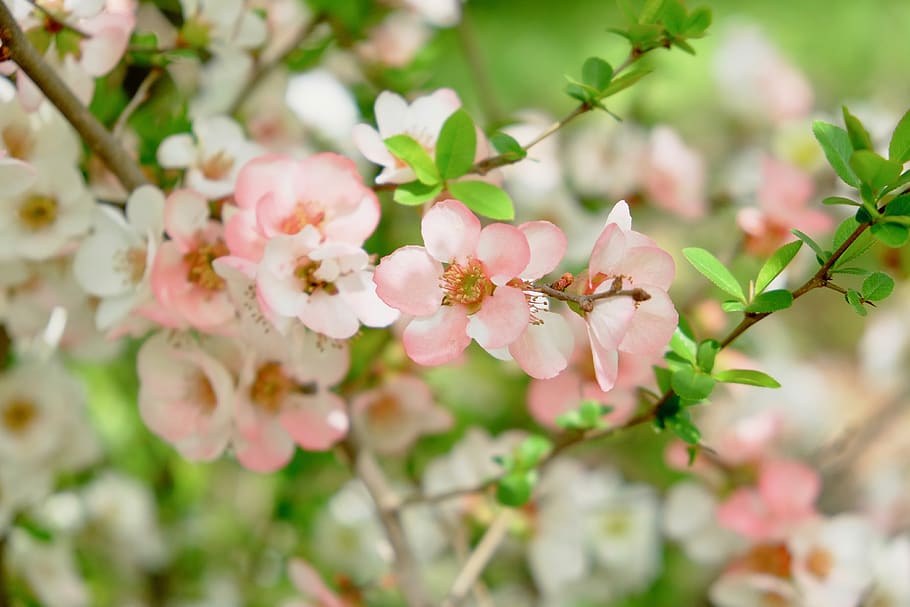 cherry blossom, spring, green, pink, white, colorful, flower HD wallpaper