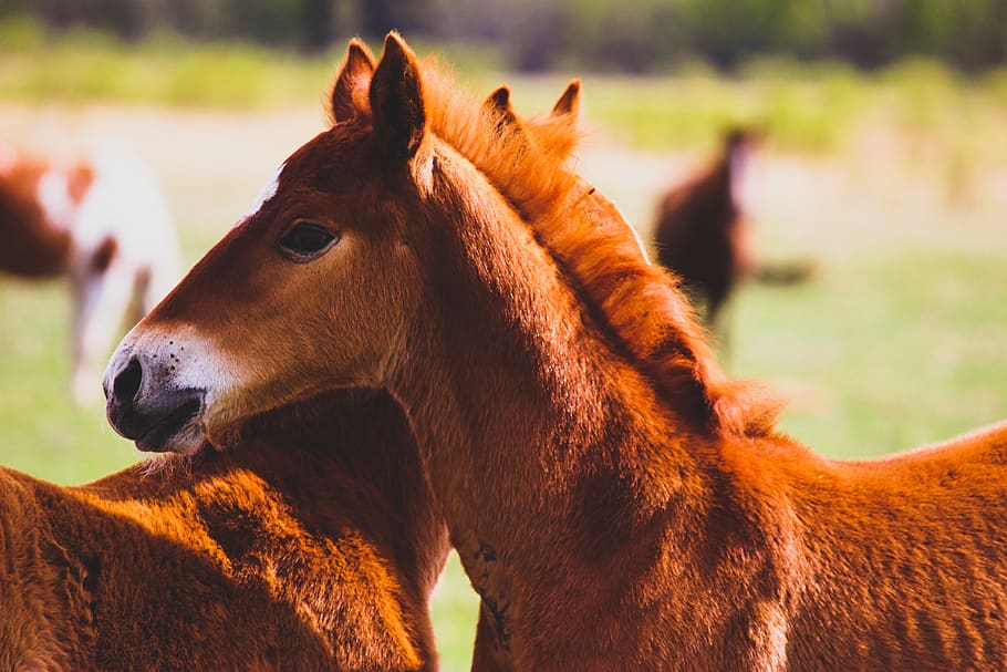 canada, redwater, farm, ranch, twins, horse, colt, livestock, HD wallpaper