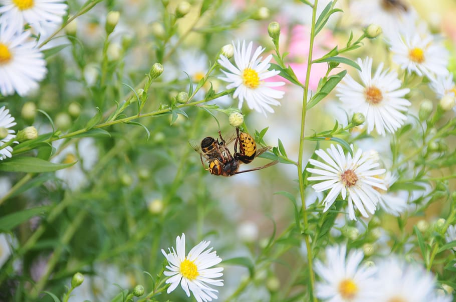 hornet, bee, animals, sting, eat, summer, insect, flowering plant HD wallpaper