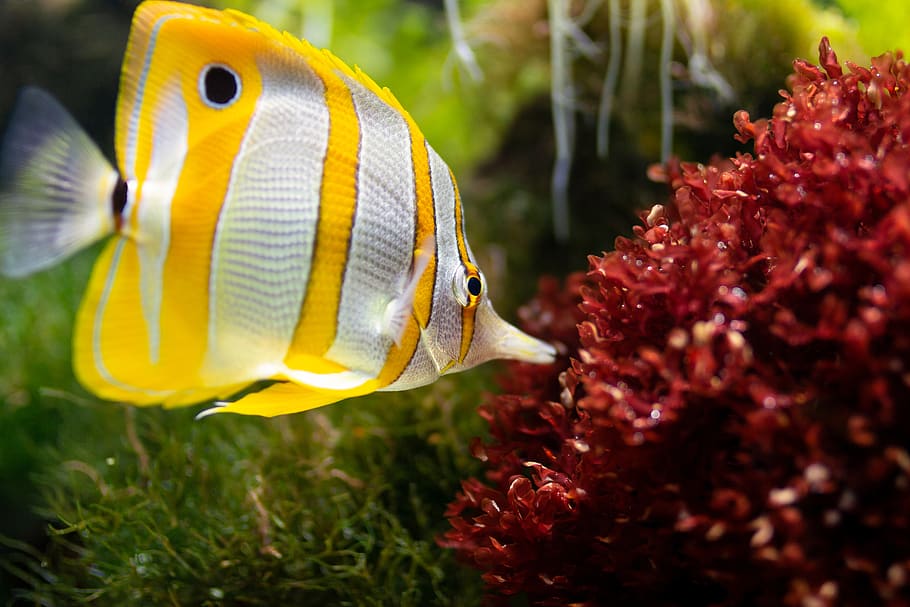 Yellow and White Fish, animal, aquarium, aquatic, close-up, color, HD wallpaper