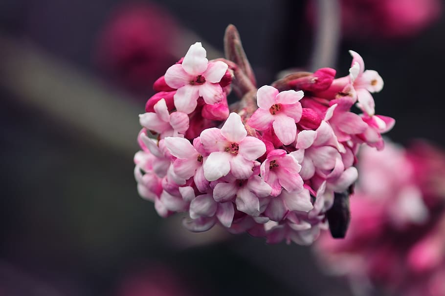 winter snow ball, viburnum, fragrant snowball, musky herb greenhouse, HD wallpaper