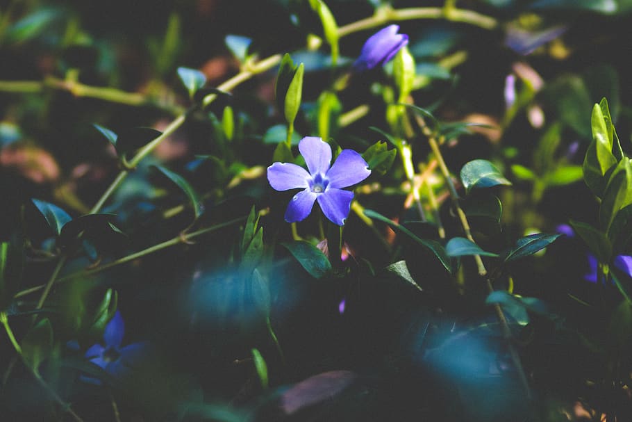 germany, spring, springtime, flowers, spring 2018, flowering plant HD wallpaper