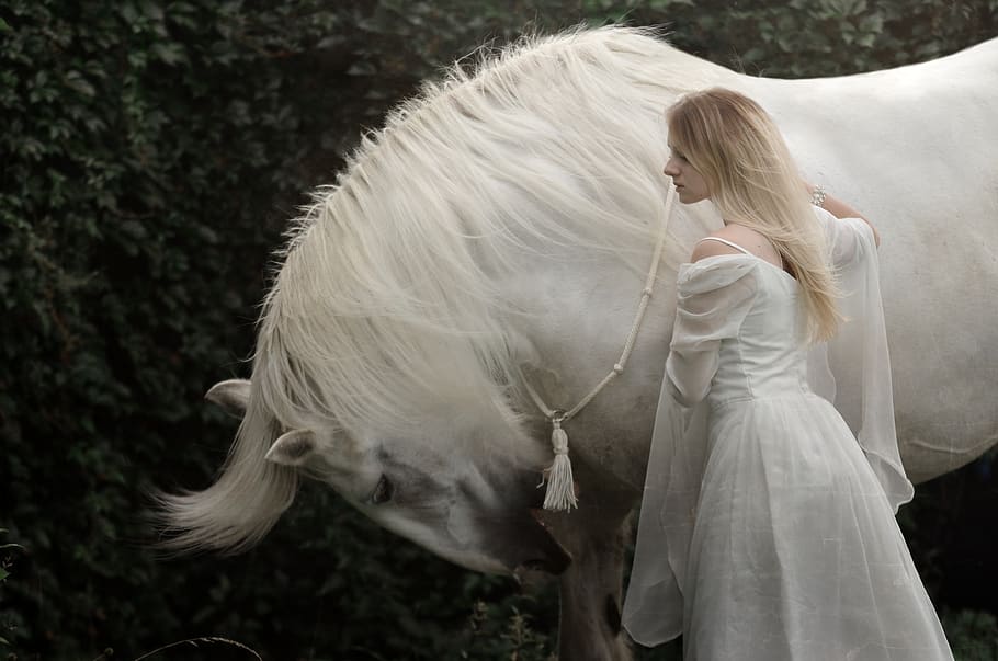 woman, horse, white horse, shire, horsewoman, female, love, HD wallpaper