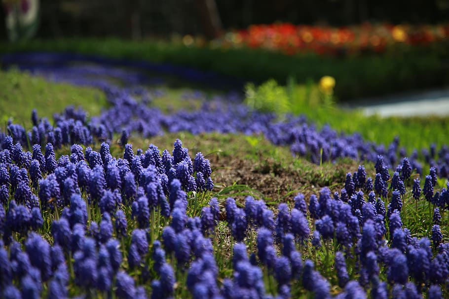 muscat and, hyacinth, wildflower, flowers, plants, behold, nature, HD wallpaper