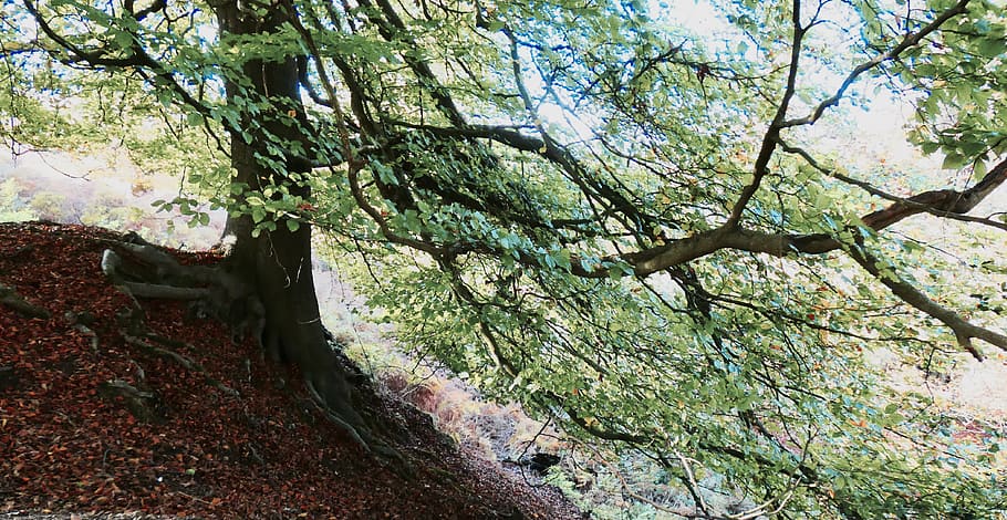 plant, tree, tree trunk, conifer, vegetation, outdoors, abies HD wallpaper