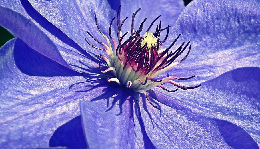 clematis, flower, macro, nature, creeper, garden, summer, blue HD wallpaper