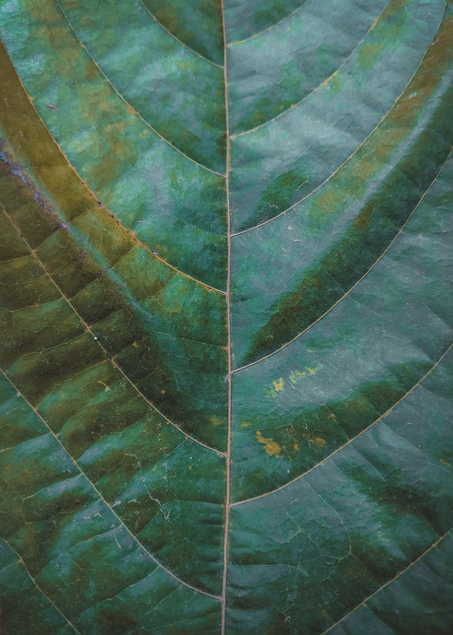 Green Leaf, close-up, full frame, backgrounds, pattern, green color HD wallpaper