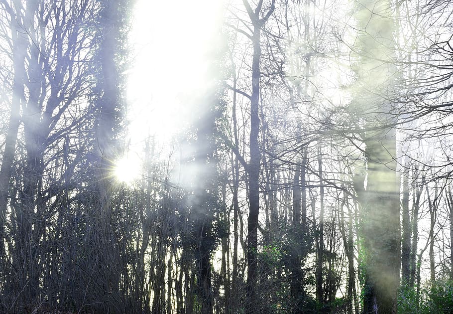 spooky, dramatic, sunshine, sunlight, smoke, mist, forest, trees HD wallpaper