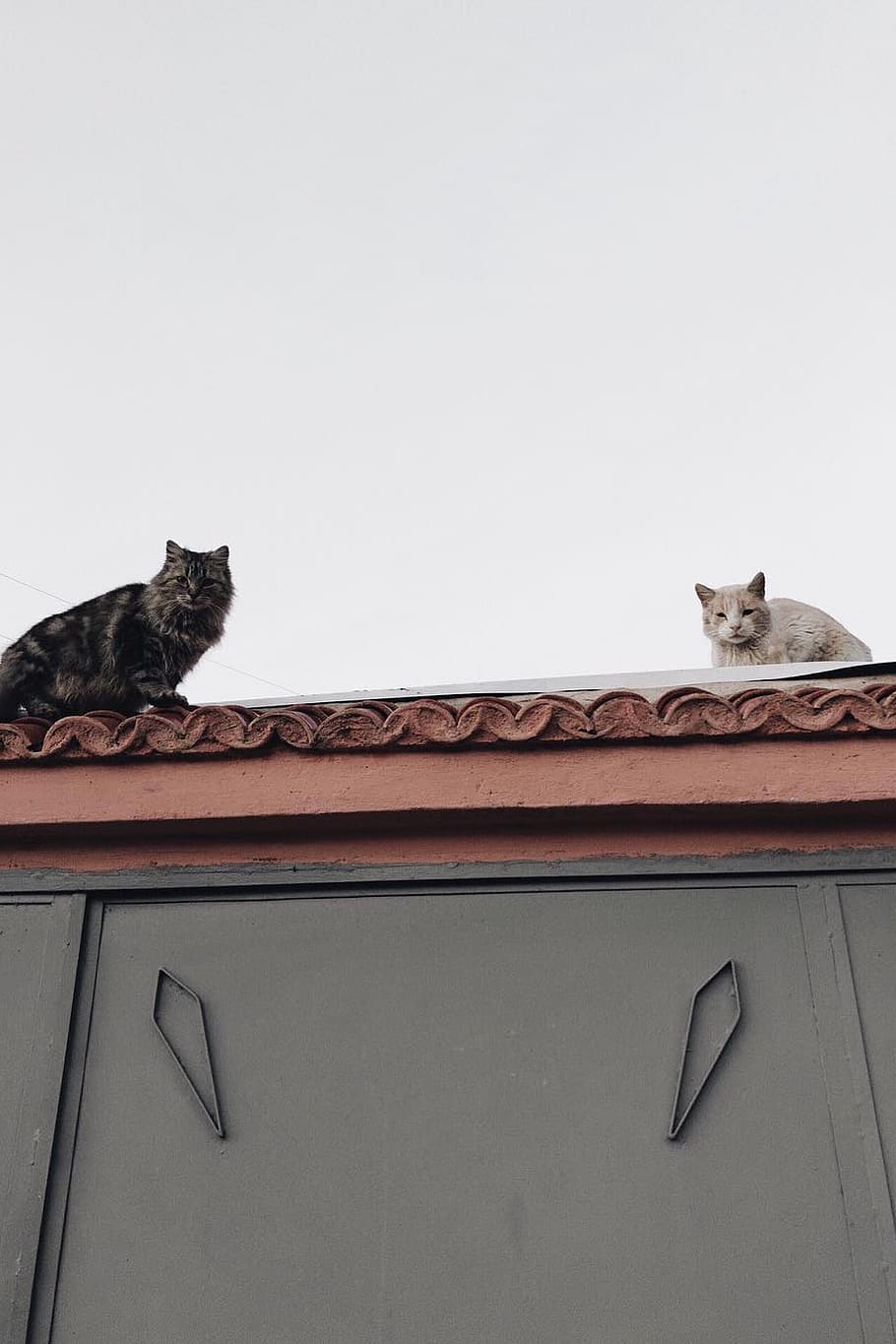 two black and beige cats on roof, animal, pet, mammal, wall, building, HD wallpaper