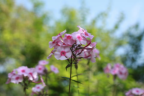 phloxes, blossom, spring, botanic, floral, botanical, nature HD wallpaper